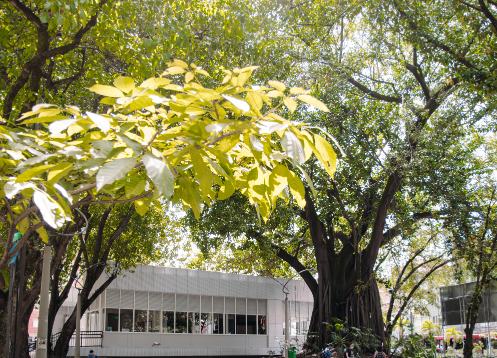 Laureles